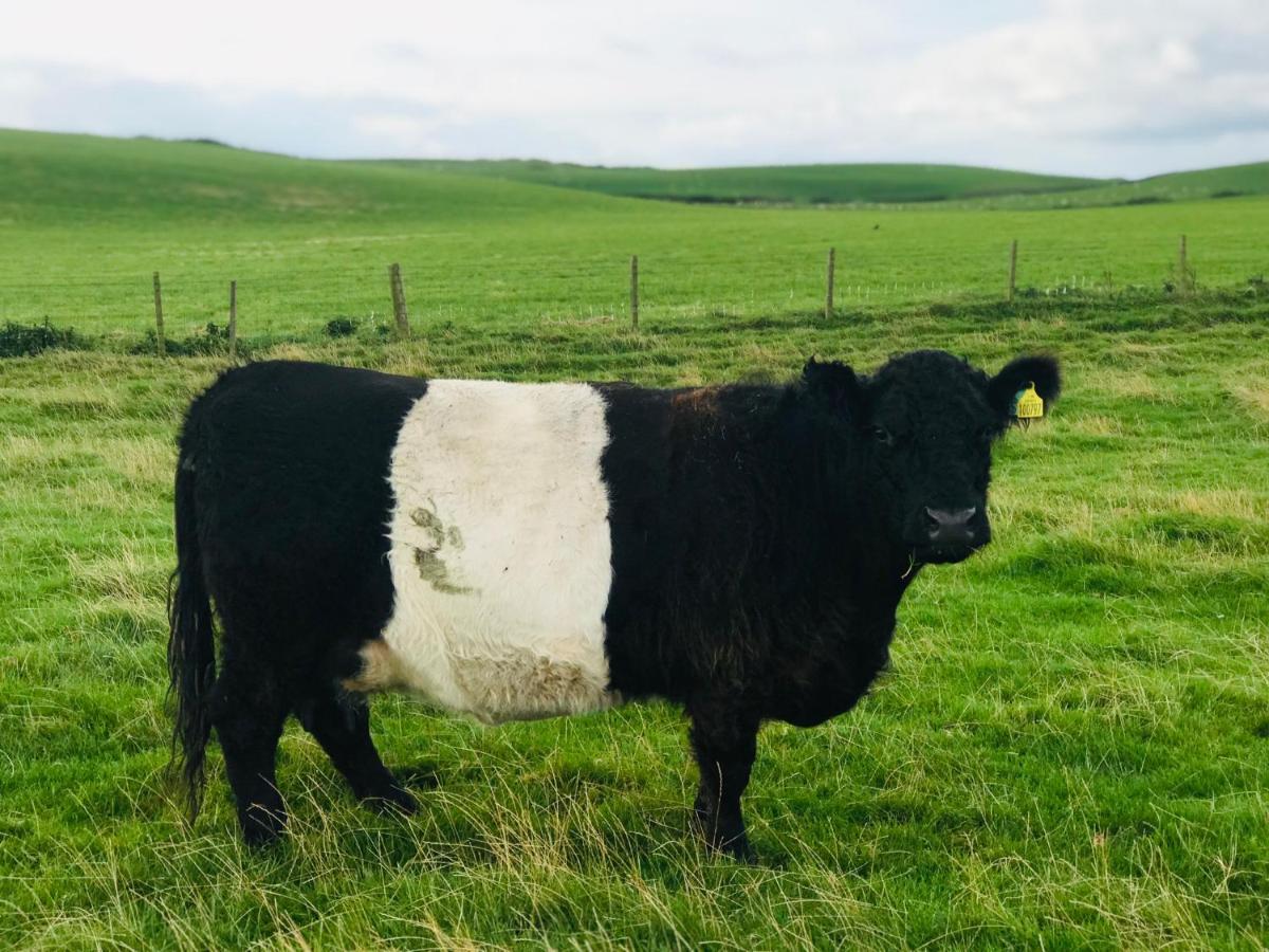 Bunnahabhain 5 - Farm Stay - Stunning Sea And Rural Views Stranraer Buitenkant foto